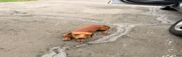 Dachshund dogs for sale: Dachshund 1 - Ad 2