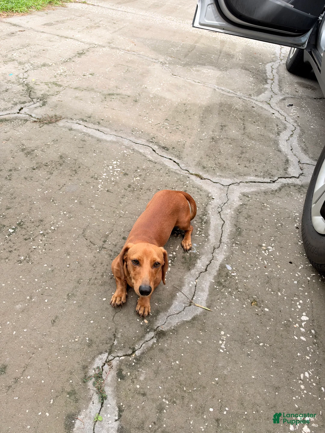 Dachshund dogs for sale: Dachshund 1 - Ad 2