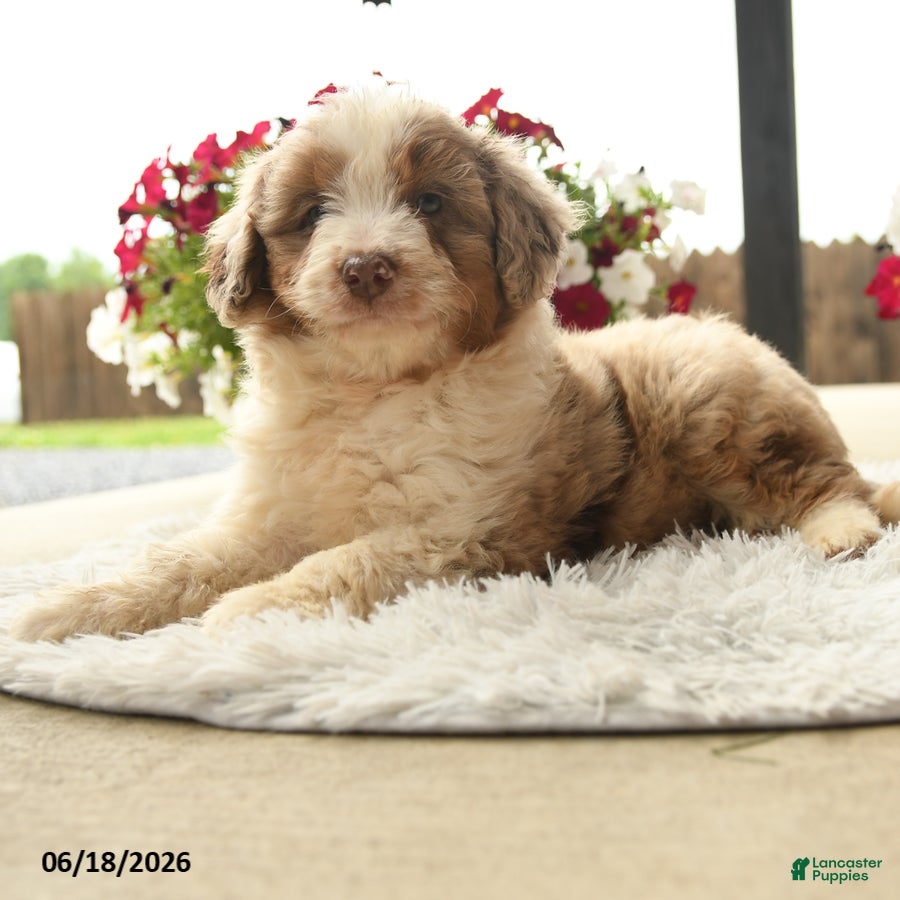 Aussiedoodle dogs Hamlet - Ad 2