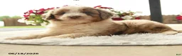 Aussiedoodle dogs for sale: Hamlet - Ad 2