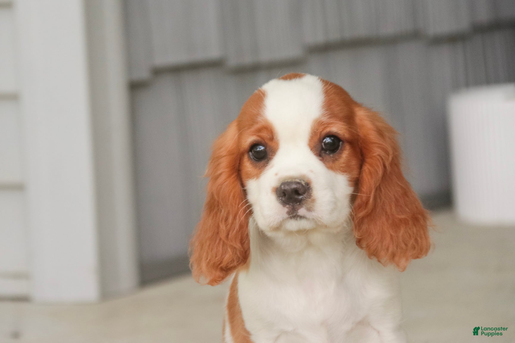 Cavalier King Charles Spaniel dogs Lincoln Cavalier King Charles Spaniel  - Ad 2