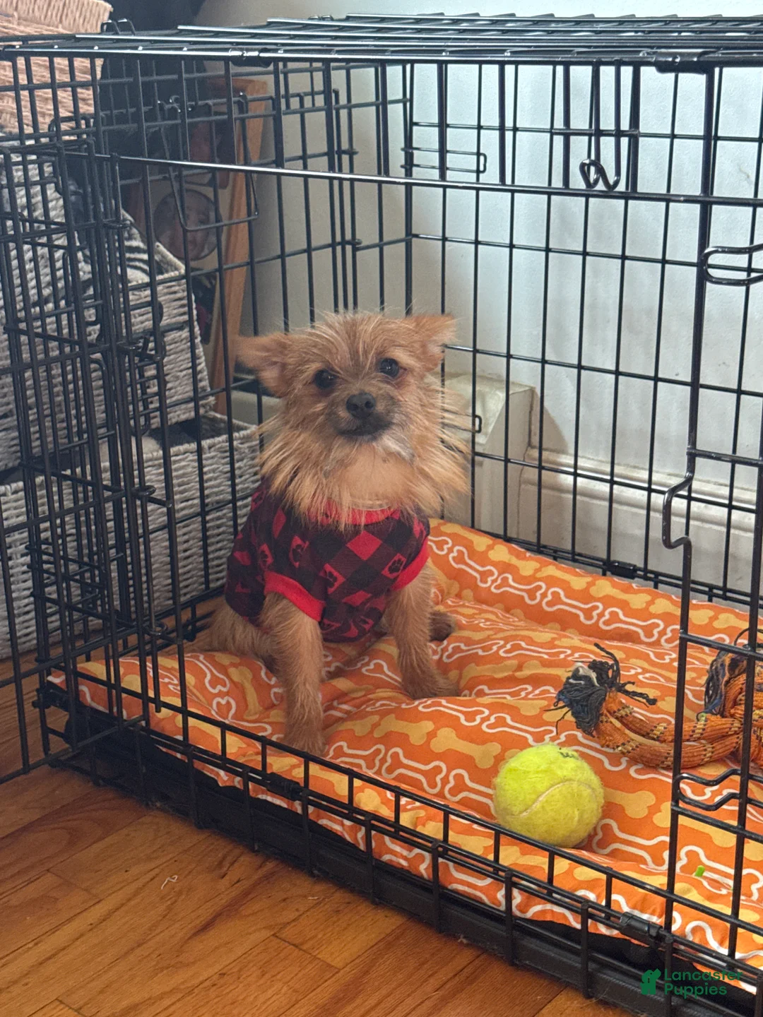 Mixed Breed dogs for sale: Kash - Ad 2