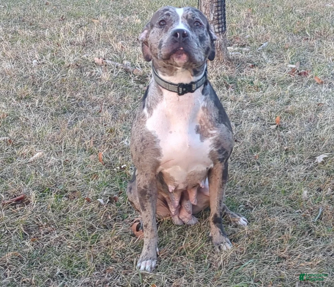 American Bully dogs for sale: Sage - Ad 12