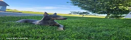 Doberman Pinscher dogs for sale: Gracie - Ad 7