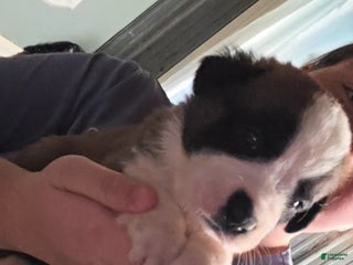 Saint Bernard dogs - Ad 21