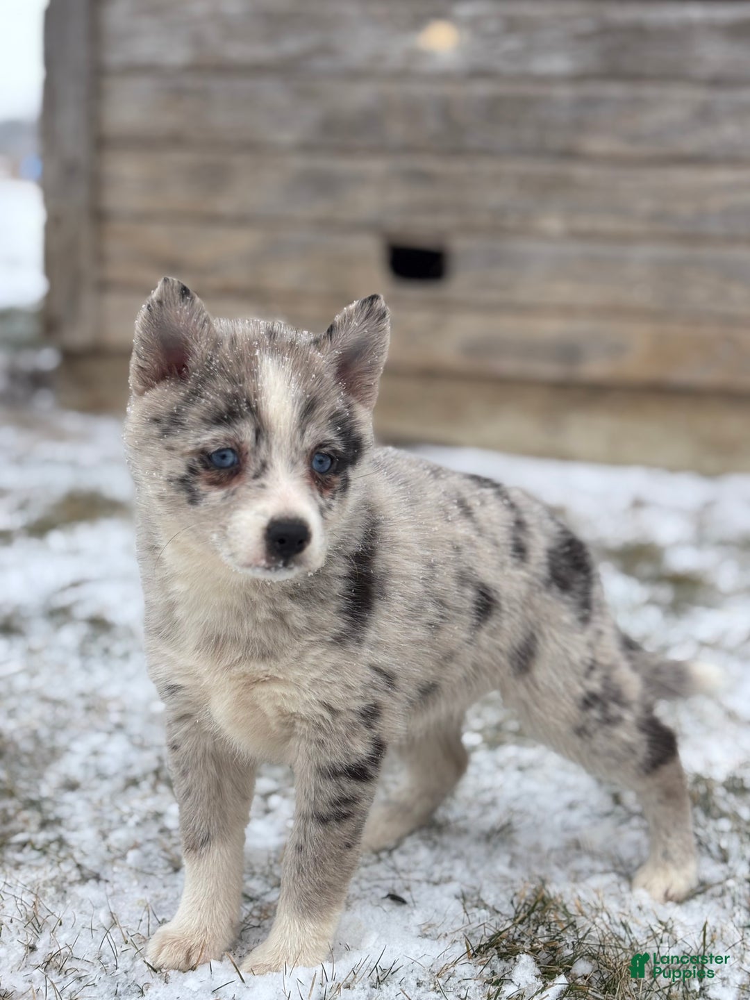Pomsky dogs for sale: Grace - Ad 2