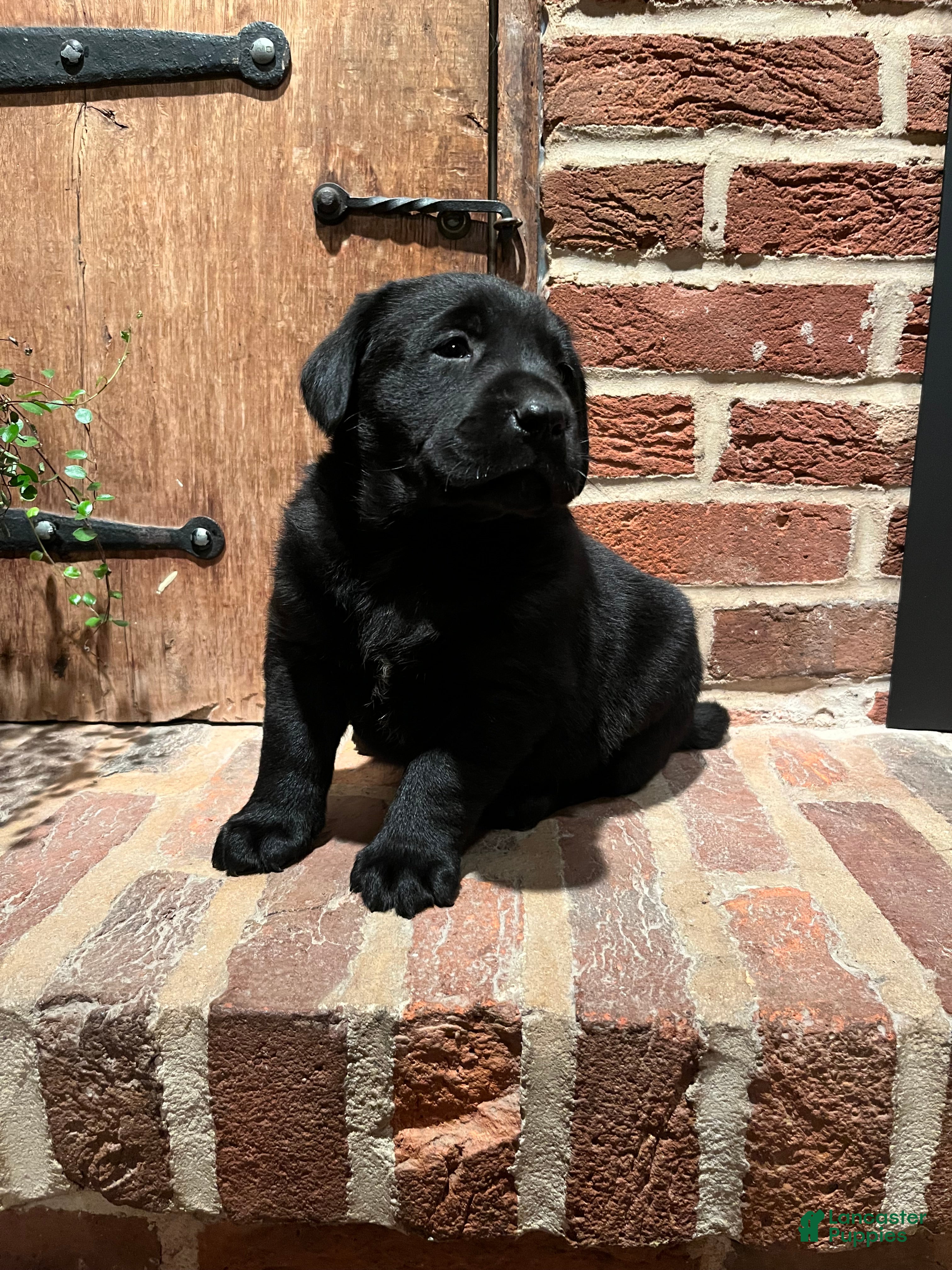 Labrador Retriever dogs Duke - Ad 1