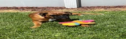 Boxer dogs for sale: Boxer Puppy 4 - Ad 2