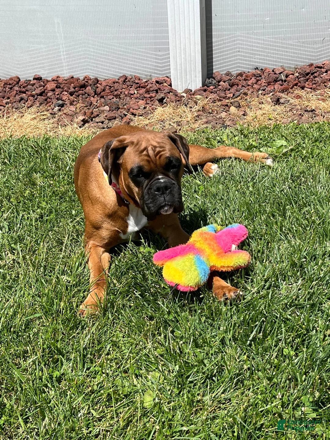 Boxer dogs for sale: Boxer Puppy 4 - Ad 2