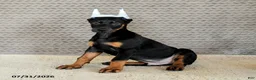 Doberman Pinscher dogs for sale: Caesar - Ad 5