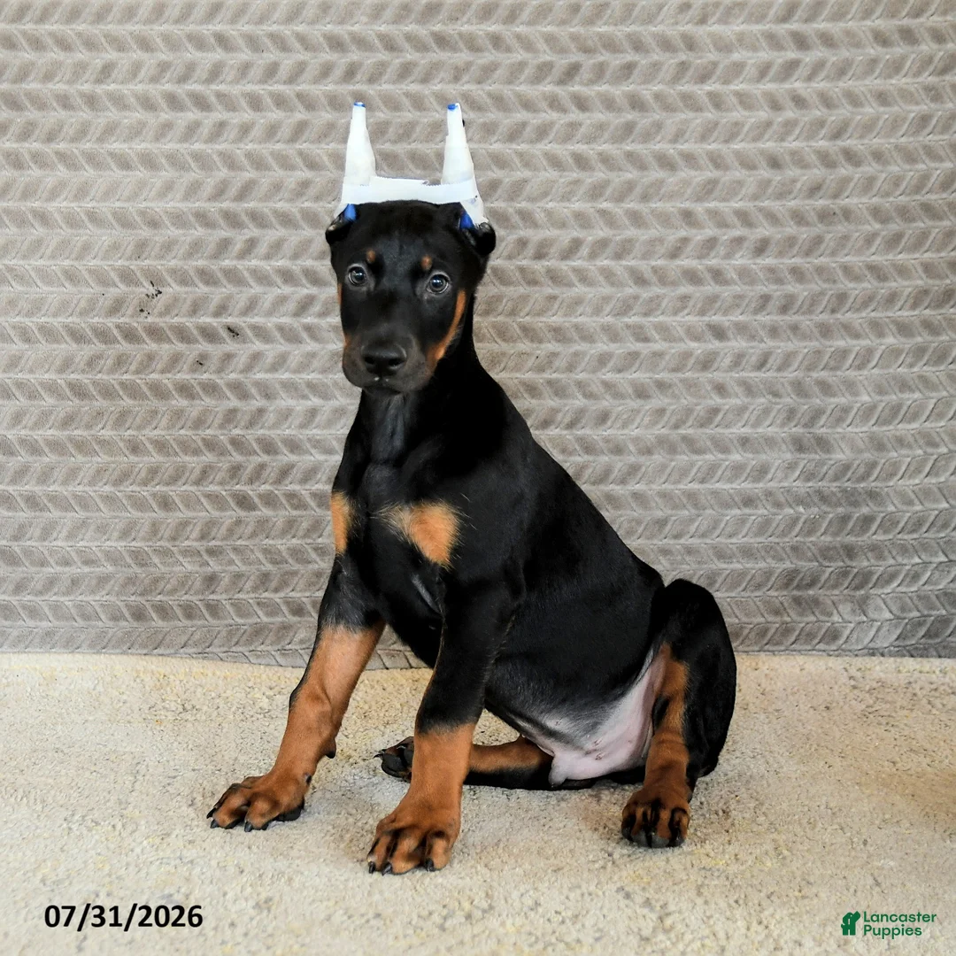 Doberman Pinscher dogs for sale: Caesar - Ad 5