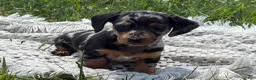 Miniature Dachshund dogs for sale: Gloria - Ad 3