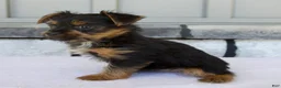 Yorkshire Terrier dogs for sale: Lily - Ad 6