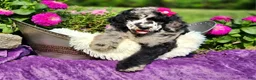 Standard Poodle dogs for sale: Iris  - Ad 1