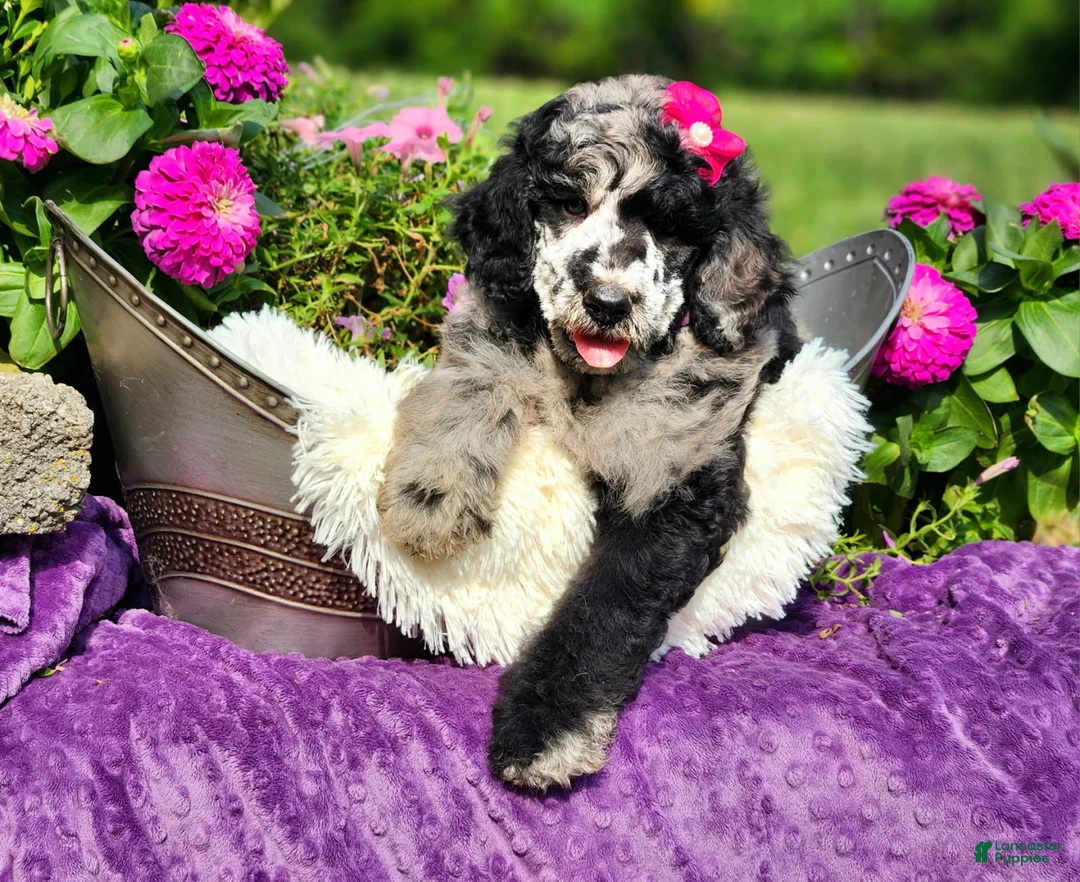 Standard Poodle dogs for sale: Iris  - Ad 1