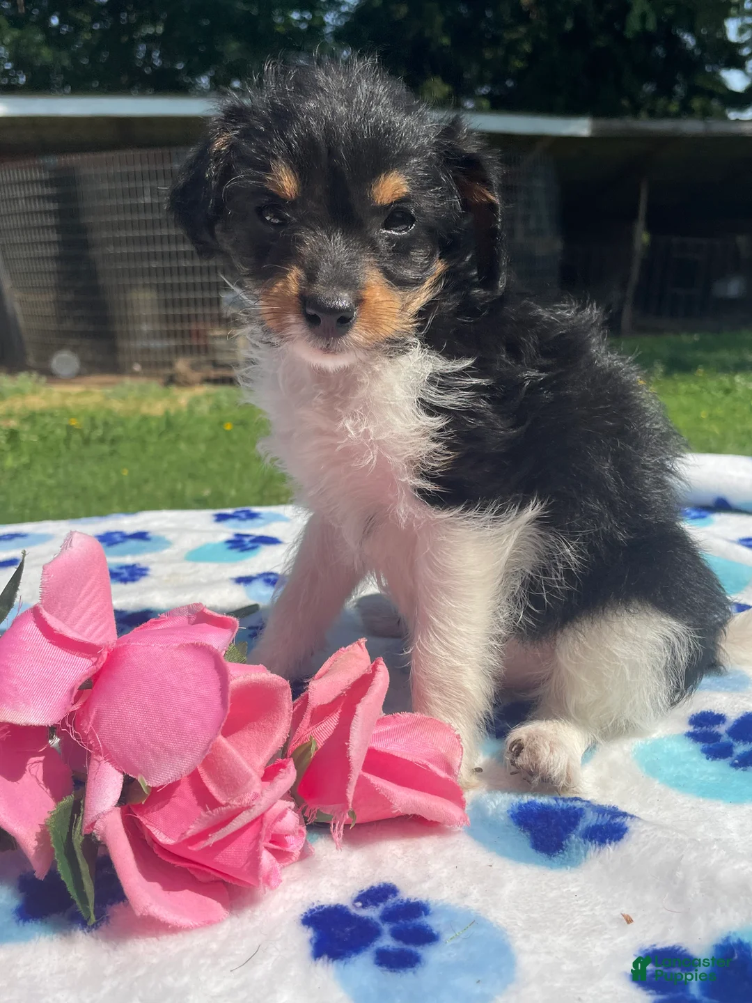 Mixed Breed dogs for sale: Flora - Ad 1
