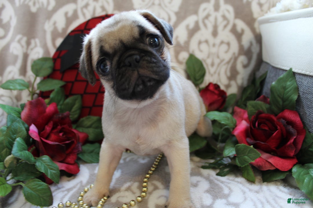 Pug dogs for sale: Clint - Ad 3