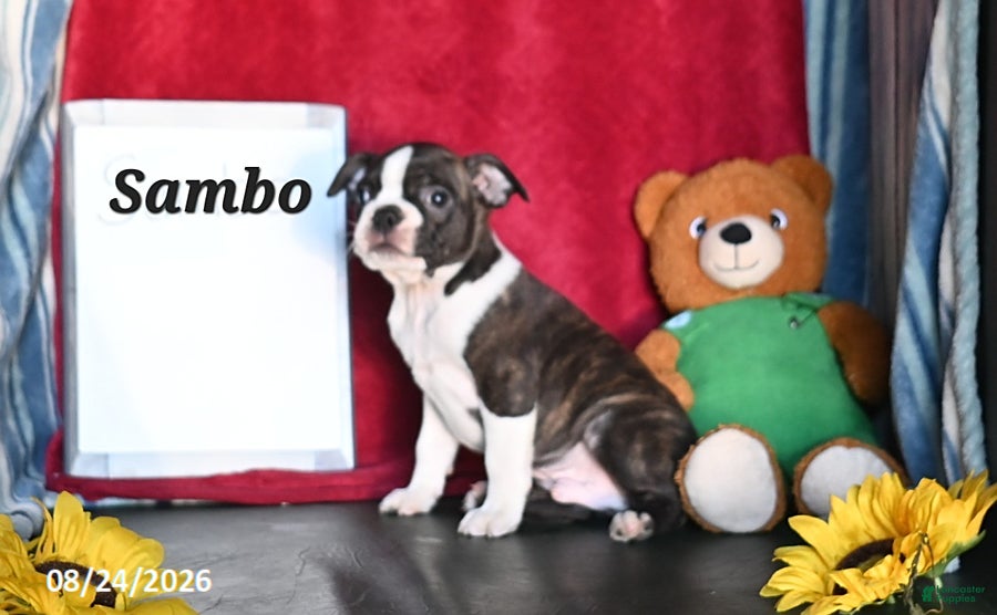 Boston Terrier dogs Sambo - Ad 2