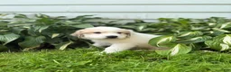 Great Pyrenees dogs for sale: Clark - Ad 10