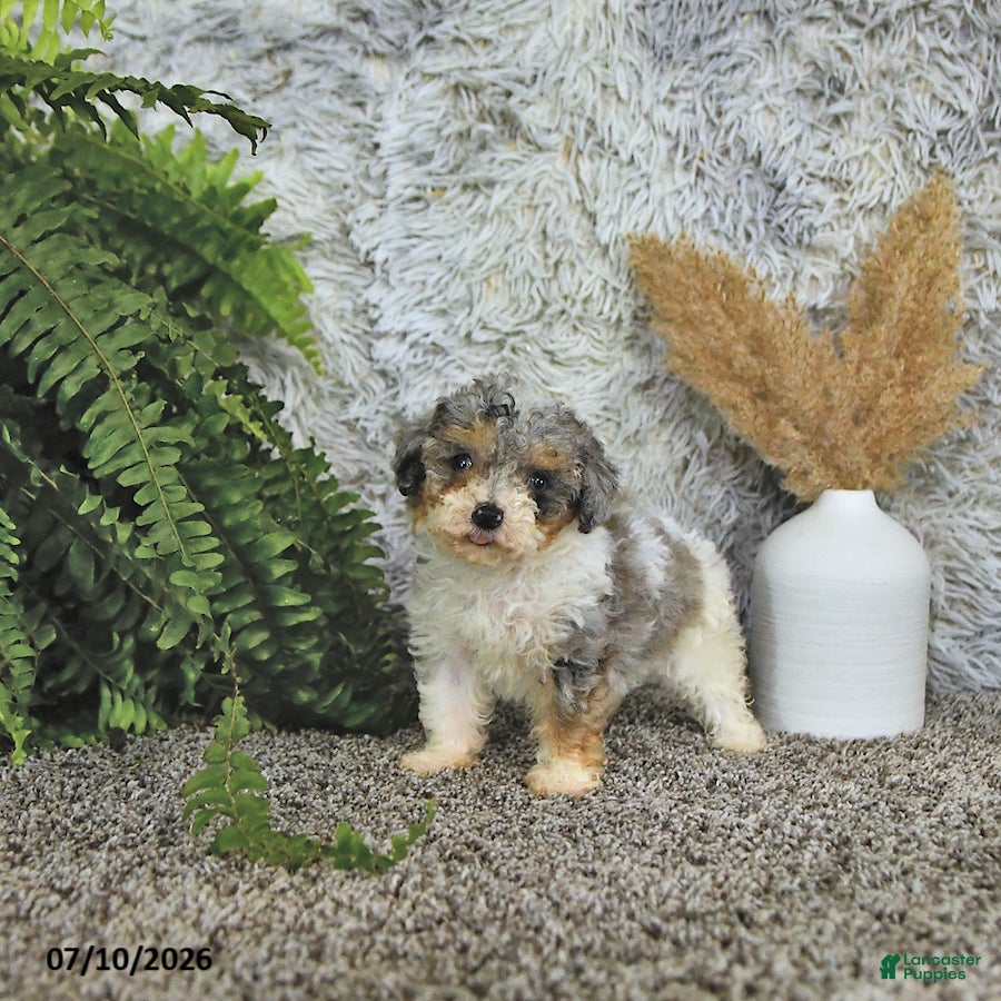 Toy Poodle dogs Autumn   EXTRA SMALL - Ad 1
