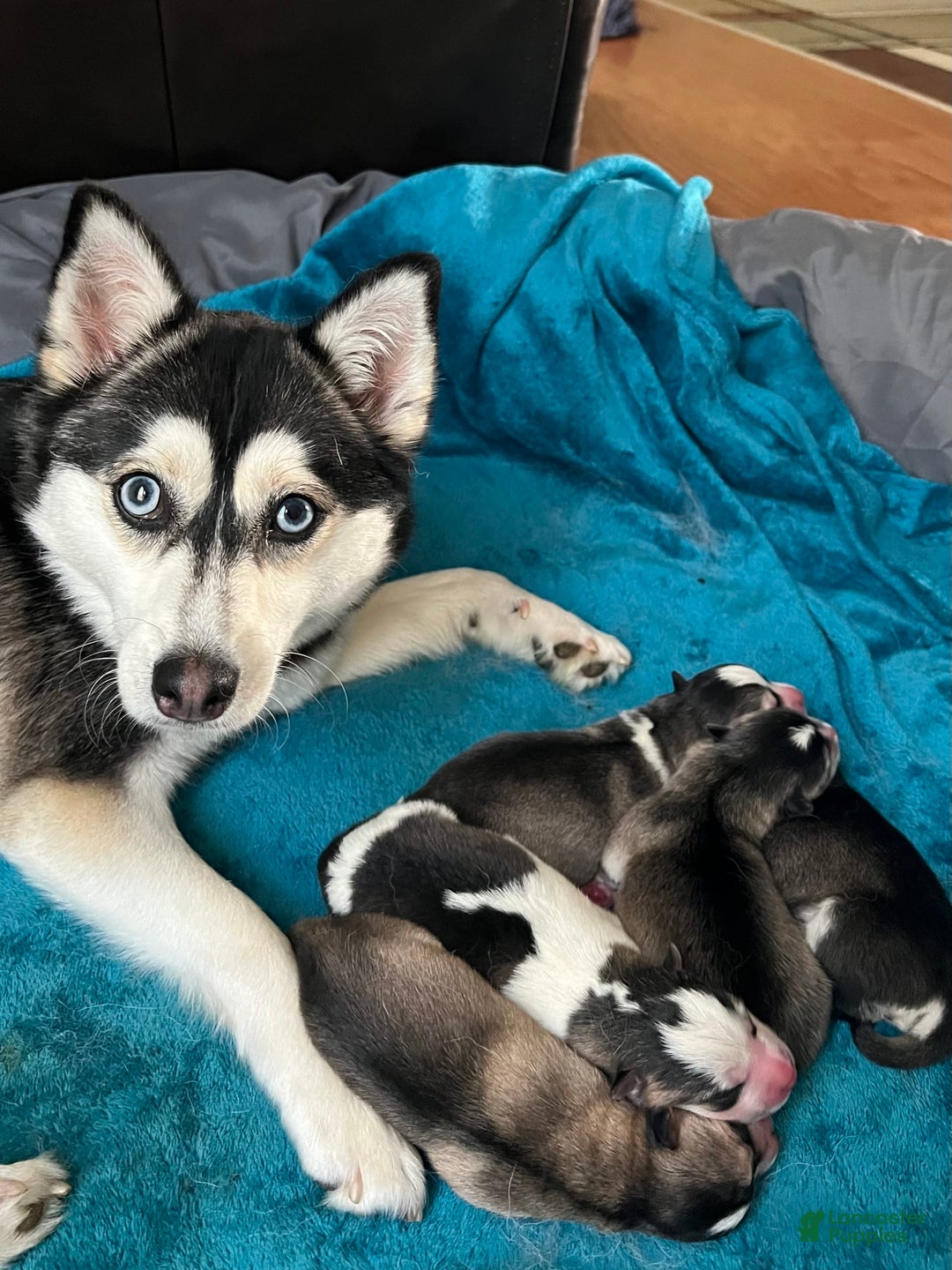 Gallery Image {{count}}