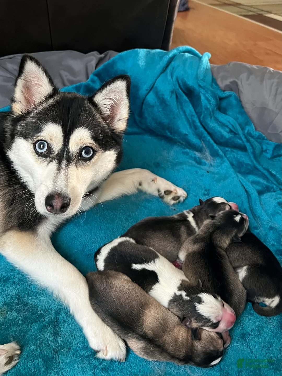 Gallery Image {{count}}