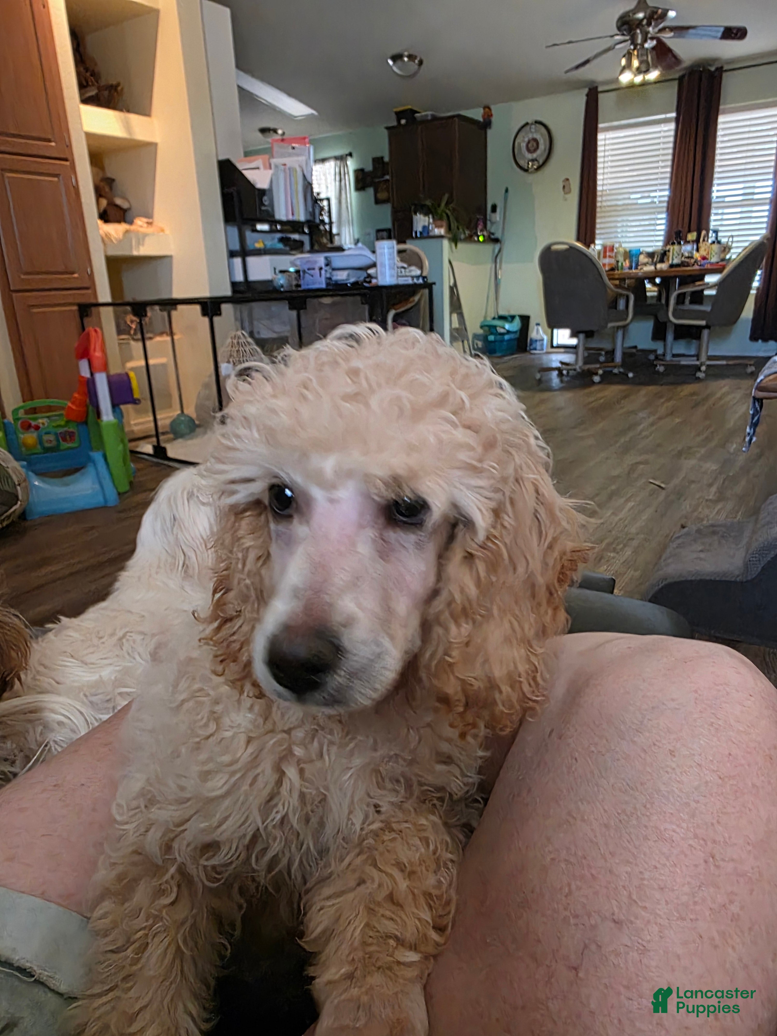 Standard Poodle dogs for sale: Marlee's Mystic Sunflower - Ad 2