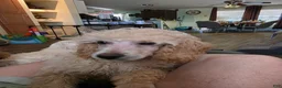 Standard Poodle dogs for sale: Marlee's Mystic Sunflower - Ad 1