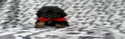 Cavapoo dogs for sale: Danny - Ad 3