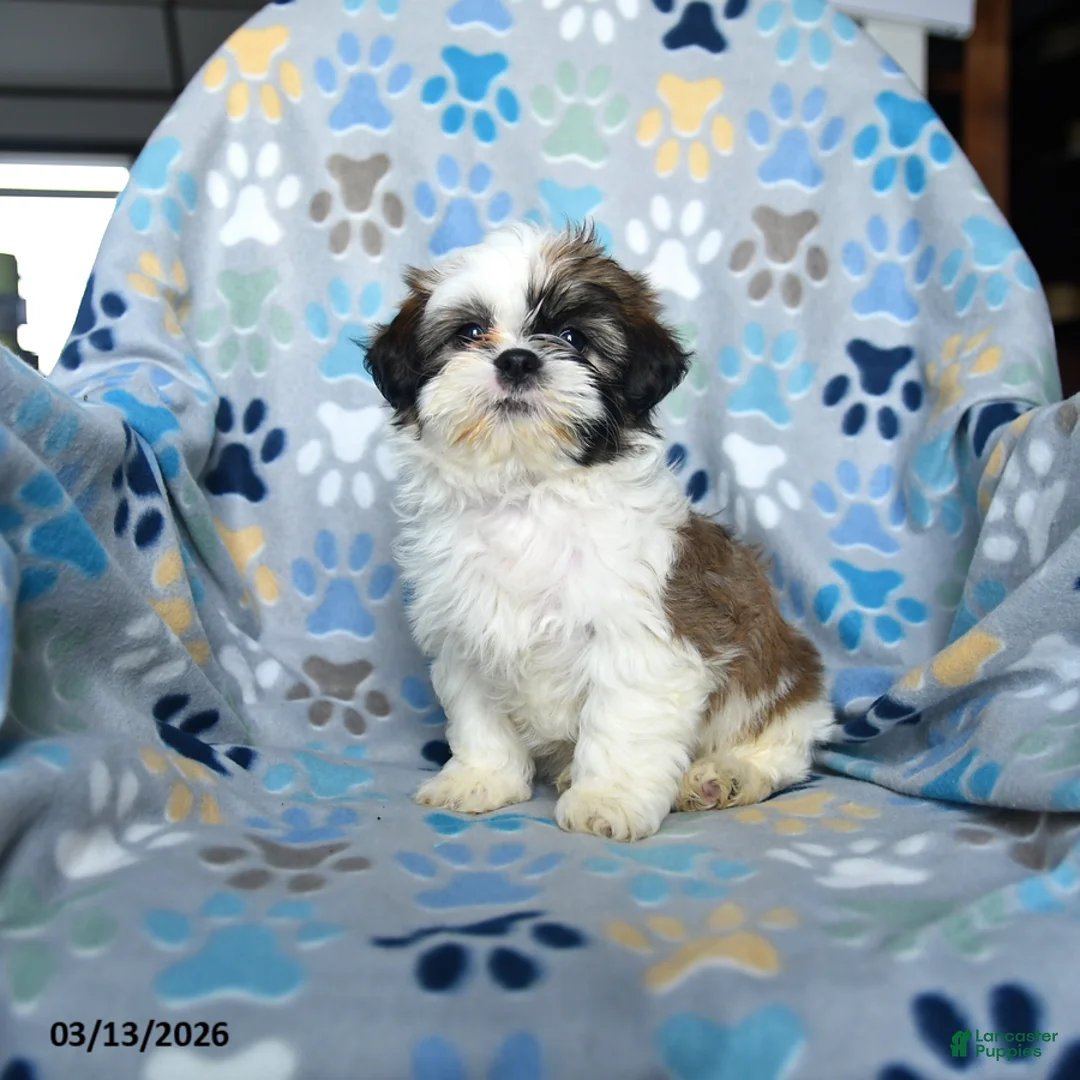 Shih Tzu dogs for sale: Waldo - Ad 5