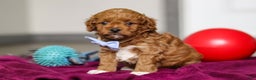 Cavapoo dogs for sale: Ike - Ad 1