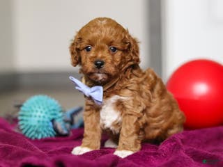 Cavapoo dogs Ike - Ad 6