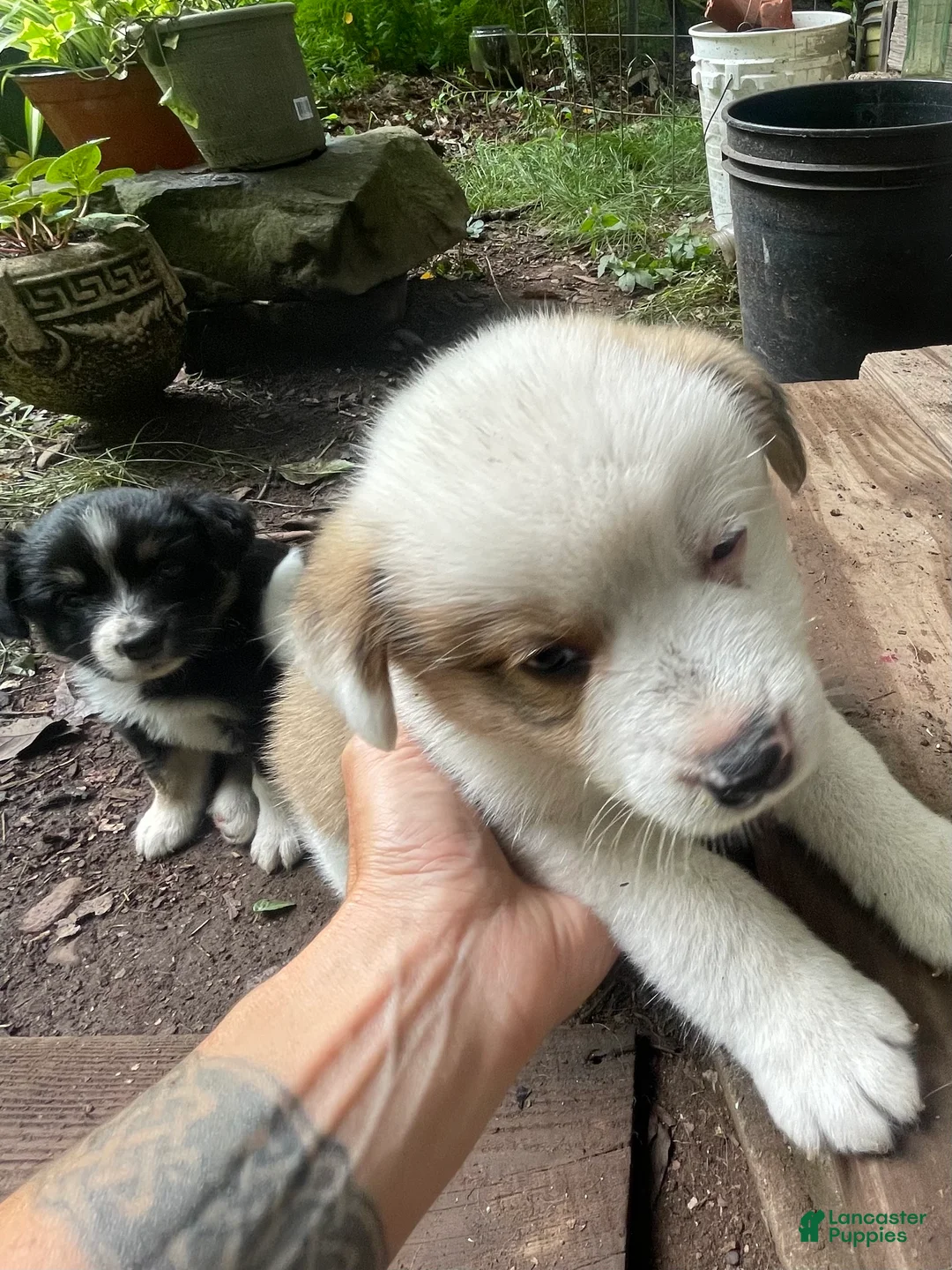 Mixed Breed dogs for sale: Butterscotch - Ad 2