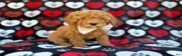 Cavapoo dogs for sale: Ace - Ad 4
