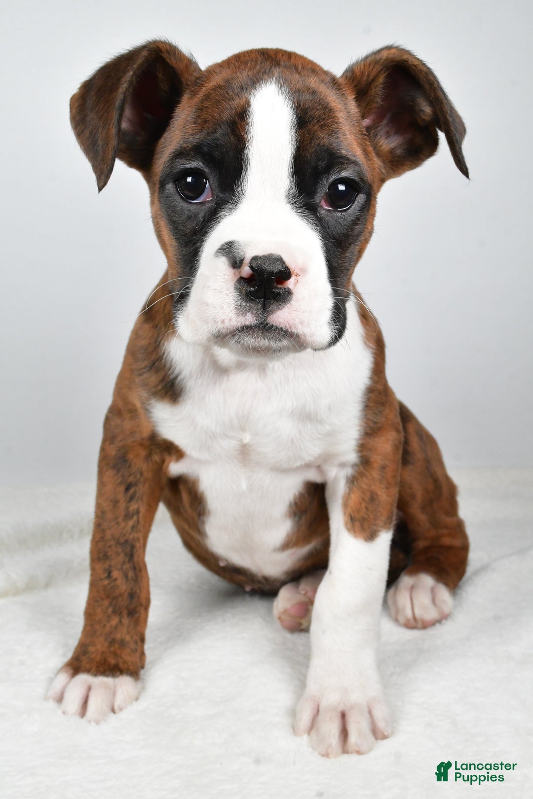 Boxer dogs for sale: Amber - Ad 6