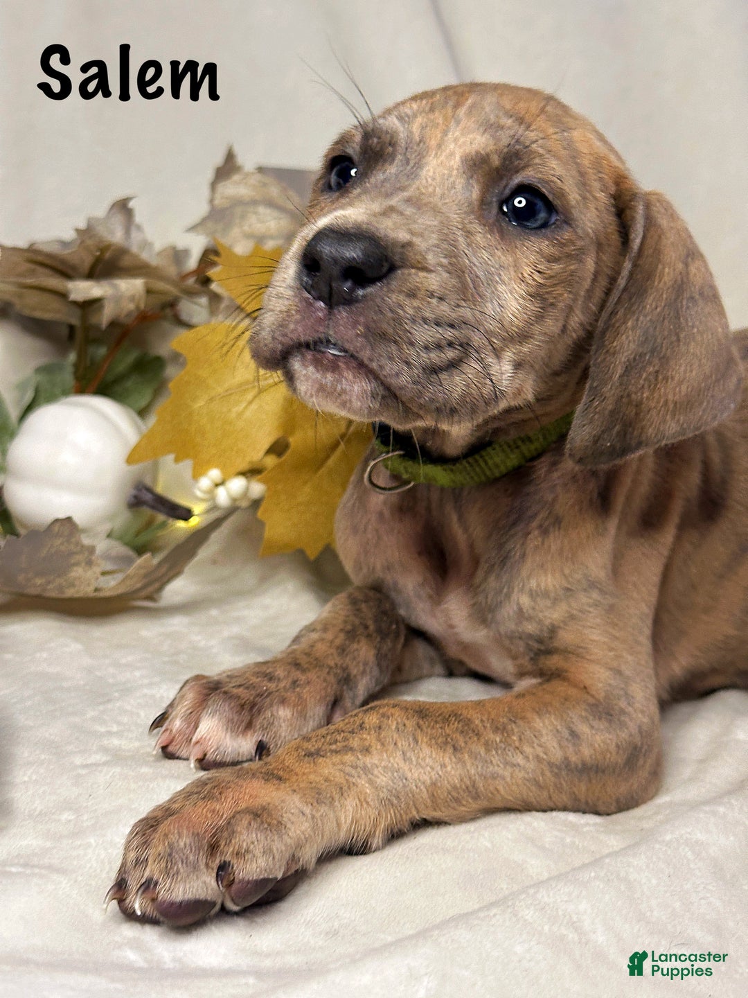 Great Dane dogs for sale: Salem - Ad 7