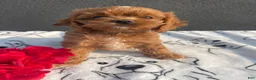 Mixed Breed dogs for sale: Raven - Ad 4