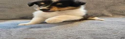 Collie dogs for sale: Callum - Ad 9