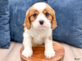 Cavalier King Charles Spaniel dogs Vinnie - Ad 1