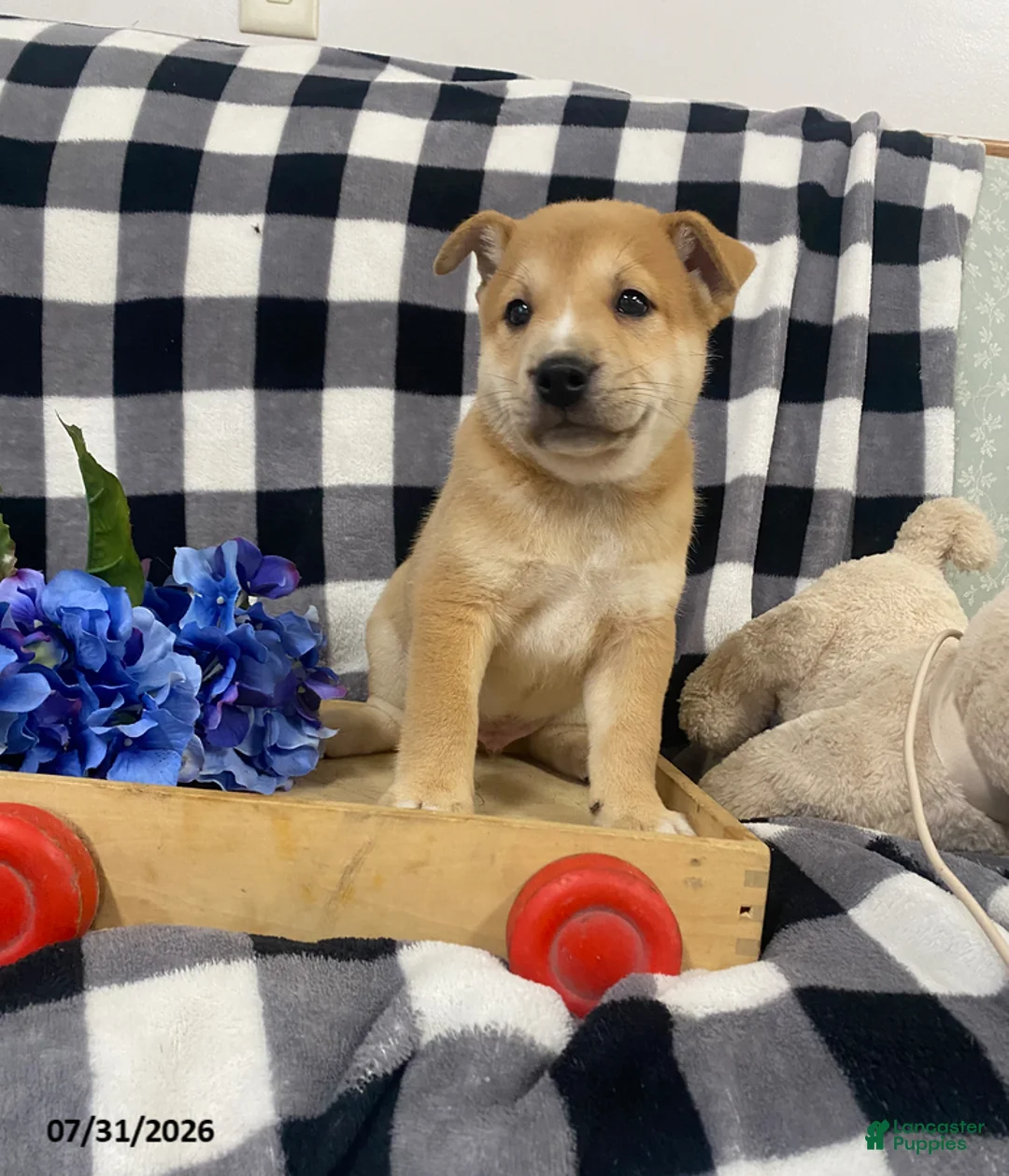 Mixed Breed dogs for sale: Tanner - Ad 1