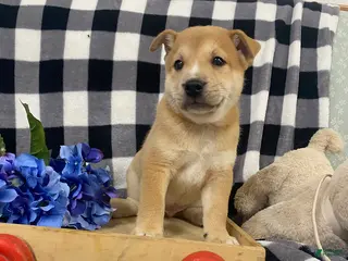Mixed Breed dogs Tanner - Ad 21