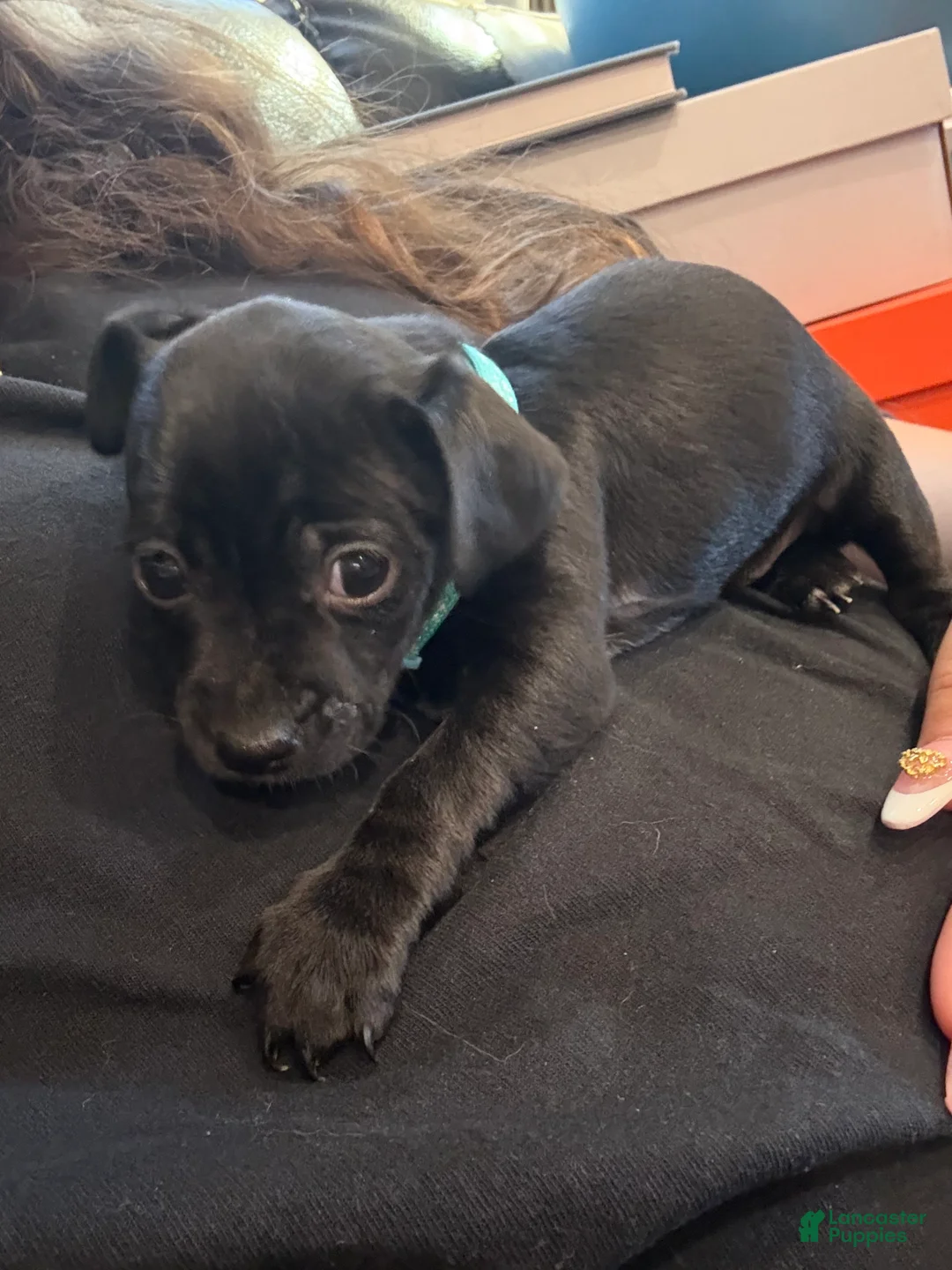 Chihuahua dogs for sale: Chihuahua Puppy 2 - Ad 2