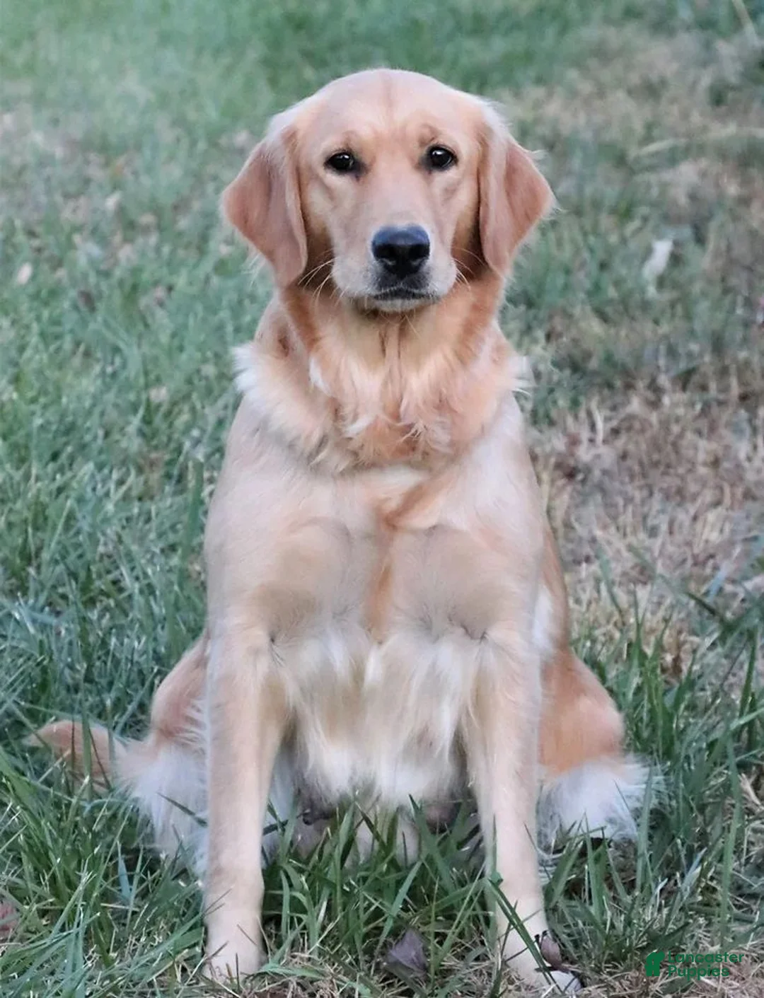 Golden Retriever dogs for sale: Breeze - Ad 5
