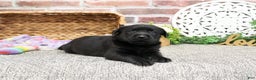 Labrador Retriever dogs for sale: Leah - Ad 5