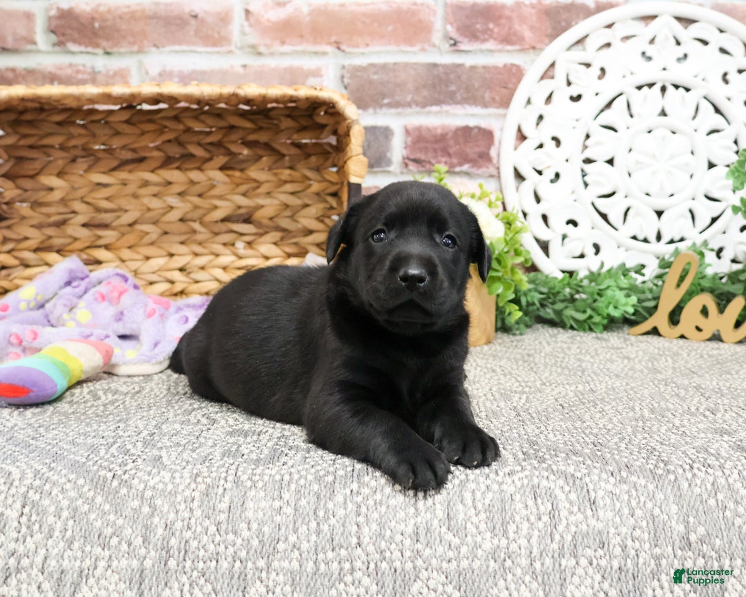 Labrador Retriever dogs for sale: Leah - Ad 5