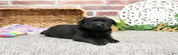 Labrador Retriever dogs for sale: Leah - Ad 13