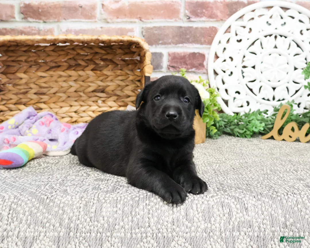 Labrador Retriever dogs for sale: Leah - Ad 13