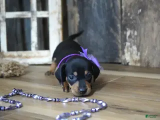 Miniature Dachshund dogs Whitney - Ad 32