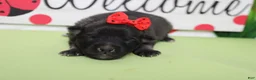 Keeshond dogs for sale: Anna - Ad 3