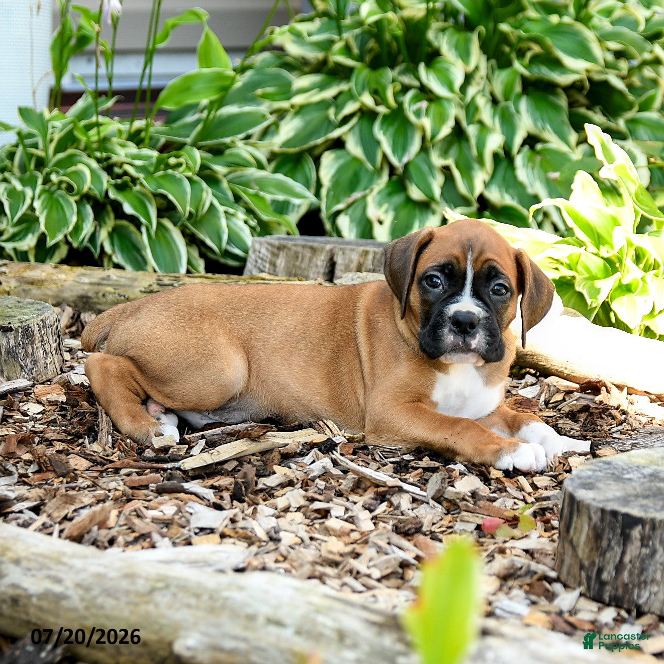 Boxer dogs Bennett - Ad 2